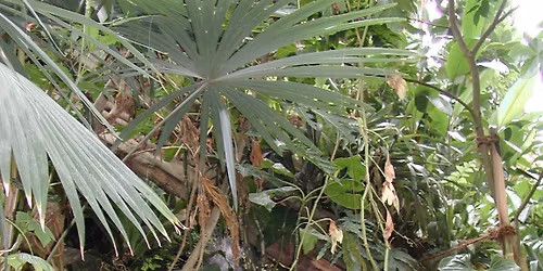 Immer wieder sonntags !!  -  "Einmal Amazonas und zur\u00fcck" - Den tropischen Regenwald erleben