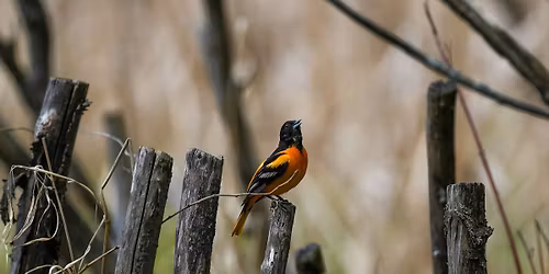 Minneapolis Audubon Society Guided Walks