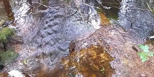 Seasonal Swamp Life Tour