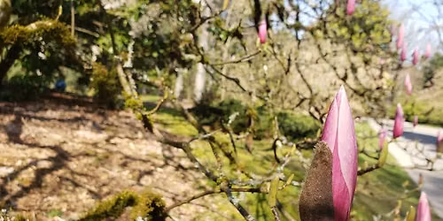 Tree Pruning II: How, When, & What to Prune (in-person)