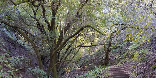 Palo Alto Coffee Walks: Foothills Edition (40+)