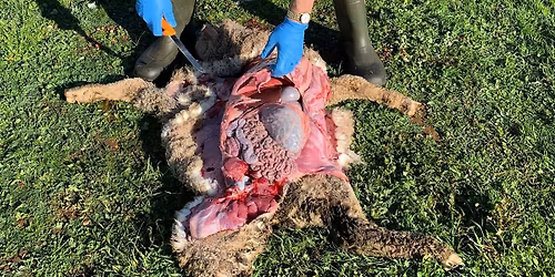 International Sheep Vet Congress