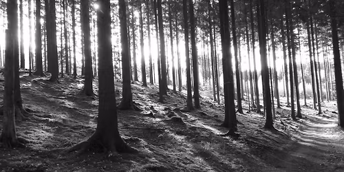 8-Stunden Wurzellauf (UTMB Index Race)