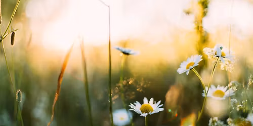 Spring Reset: Yoga & Breath for Body & Mind