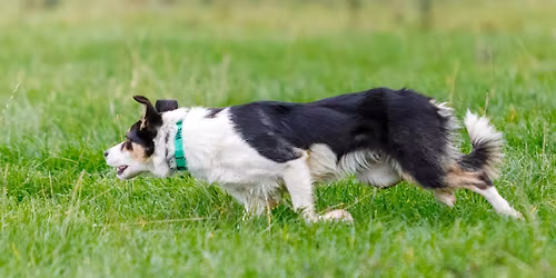 Entra\u00eenement conduite de troupeau 