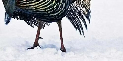 BOX OF RAIN 11\/26 SELLERSVILLE THEATER ESSENTIAL GRATEFUL DEAD!