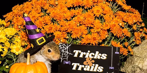 Tricks and Trails