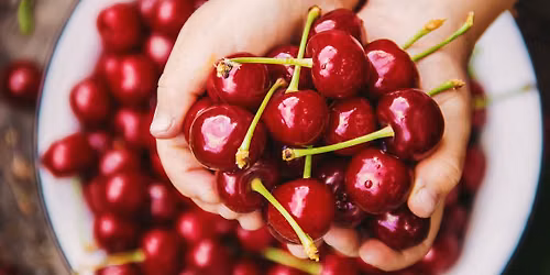 Don't Miss Cherry Picking at Sweet Lou's Cherries! \ud83c\udf52