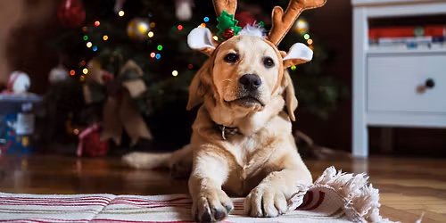Santa Paws