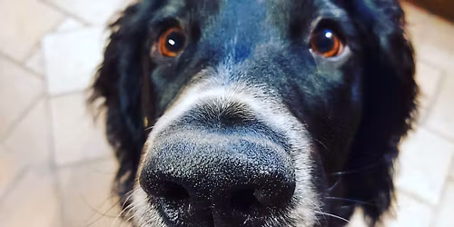 Pop-Up Doggy Deli at Gloucester Farmers Market