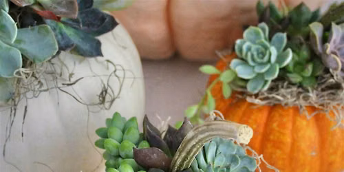 Succulent Pumpkin Planter