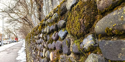 Observing mosses on a Brooklyn stone wall