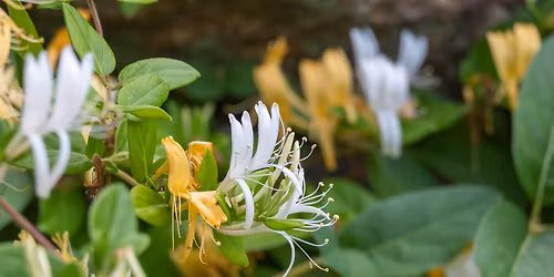 Honeysuckle Hack