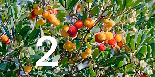 maginje: zvu\u010dna zbivanja #2