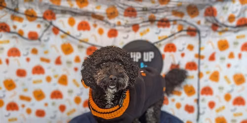 Halloween Doodle\/Poodle Pup Up Cafe - Bournemouth\ud83c\udf83