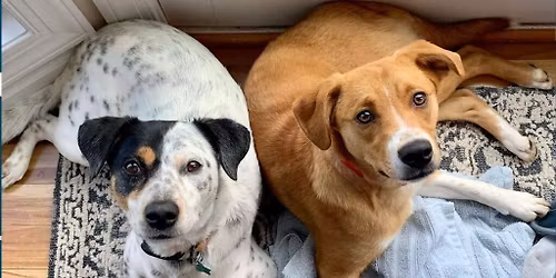 Reston, VA Adoption Event - PetSmart