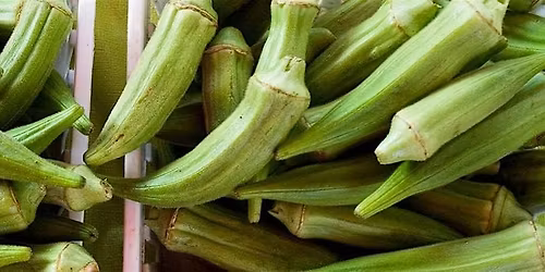 3\/28\/2026 Florida Native Okra: A Guide to Growing and Preserving Okra