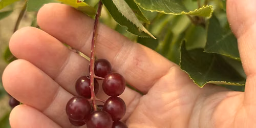 Guided Foraging Walk - Free (Tips welcome)
