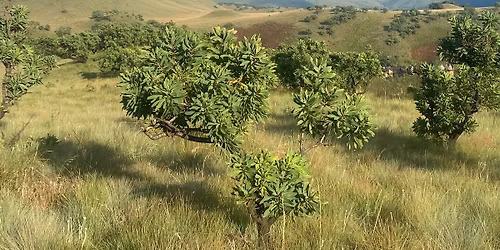 Injasuti: Wonder Valley Cave via Van Heyningen's Pass.