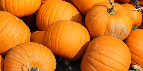 Alvarado Group Customer Appreciation Pumpkin Party