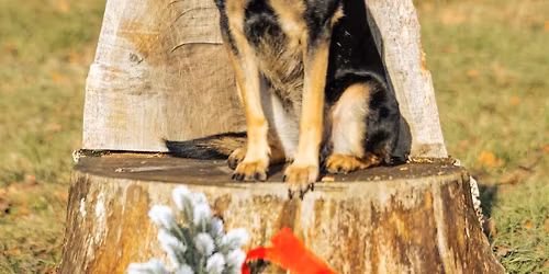 Kazincbarcikai Kuty\u00e1s Advent