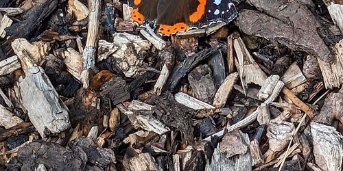 Bees & Butterflies Family Workshop - How to support pollinators at home
