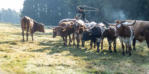 Cattle Days mit Leo Holcknecht