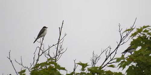 Birding for Beginners- December
