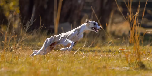 Sighthound Lure Coursing Trial & Development Day - Lake Albert Pony Club