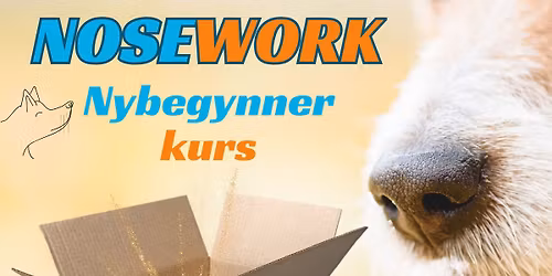 Nosework nybegynner kurs