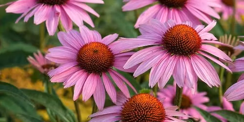 Free Mini-Workshop: Medicinal Herb Monday