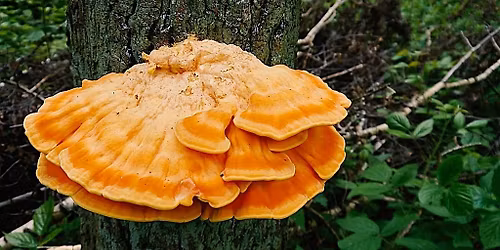 Fall Mushroom Foray with Sam Feld [OFFSITE]