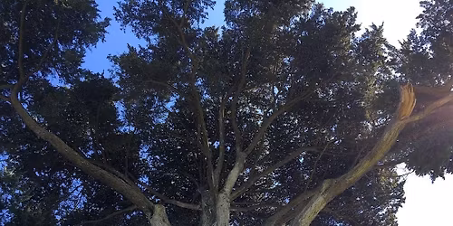 Trees for Life: Young and Old Tree Care