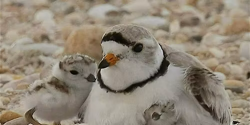 Memorial Day Droneshow Volunteer Stewardship: Protect Piping Plovers
