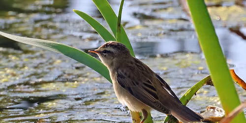 Birding Basics - Summer migrants