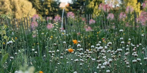 Workshop: Bloeiende stadstuin