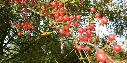 Balade naturaliste : Balade au coeur des couleurs du vivant