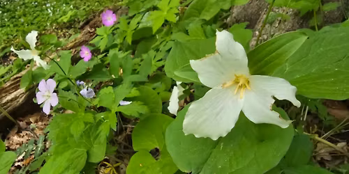 Mother's Day Picnic and Wildflower Hike