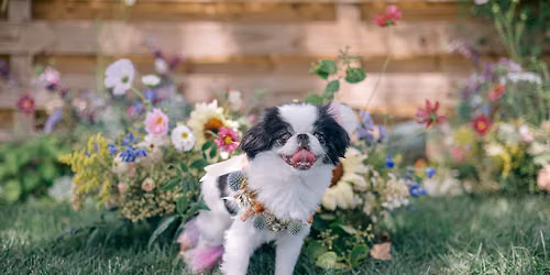 Summer Pet Photoshoot