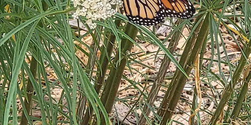Monarch Nature Trail Volunteer Day