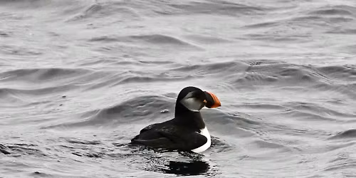 12-hour Winter Pelagic Bird & Marine Wildlife Trip