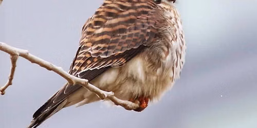 Winter Birding with Red Oaks Birding Club