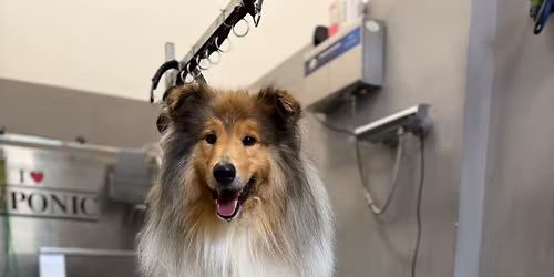 Unterwolle Workshop f\u00fcr Hundebesitzer