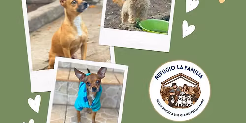 \ud83d\udc3e Feria de Adopciones \ud83d\udc3e