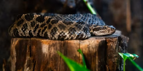 Spooooooky Trivia at the Zoo