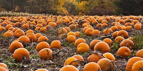 Pre-K Pumpkin Patch