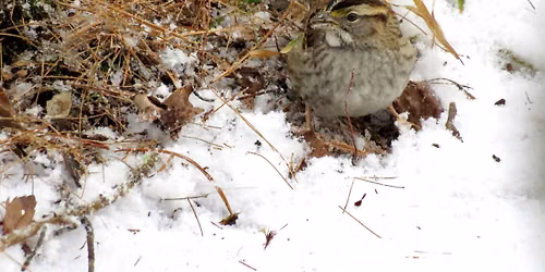 The Several Sparrows of Duke Farms
