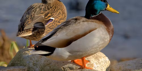 Wildlife On Tap: Avian Influenza