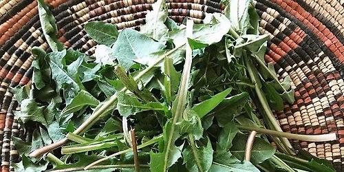 Medicinal Plant Walk