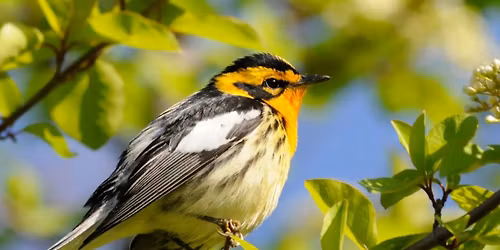 Birding in the Cut-Thru 